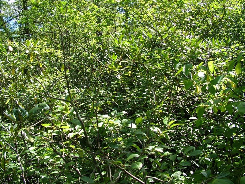 Red maple - highbush blueberry palustrine woodland